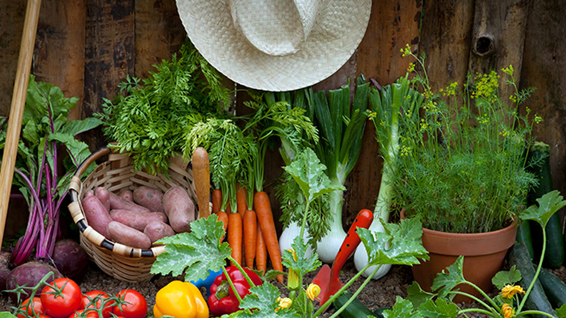 Ley de Seguridad alimentaria y Nutrición